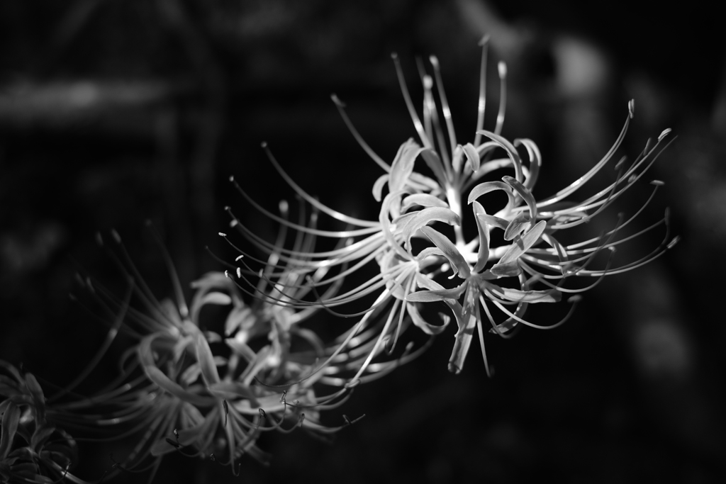 red spider lily