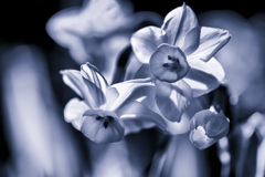 Monochrome Flower <Narcissus>