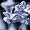 Monochrome Flower <Narcissus>