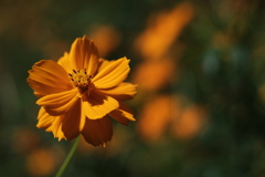 Golden Cosmos　＜野性的な美しさ＞