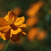 Golden Cosmos　＜野性的な美しさ＞