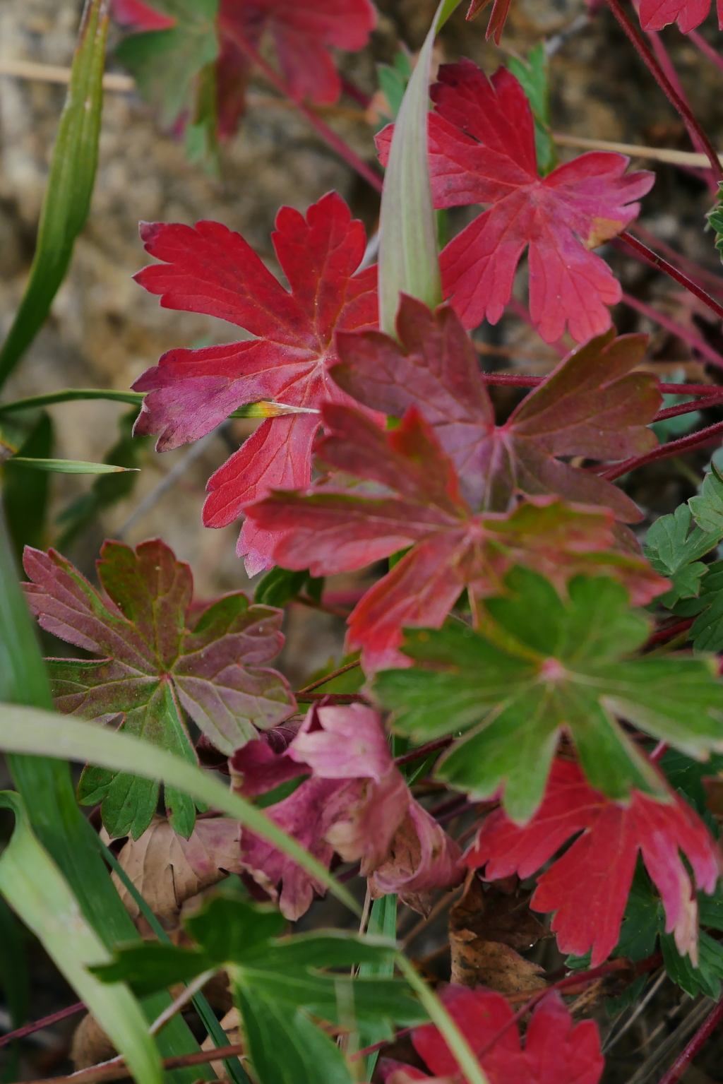 Autumnal tints <red>