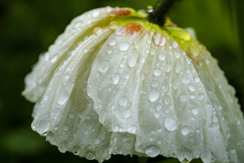 Rainy Flower 