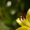thunbeng lily