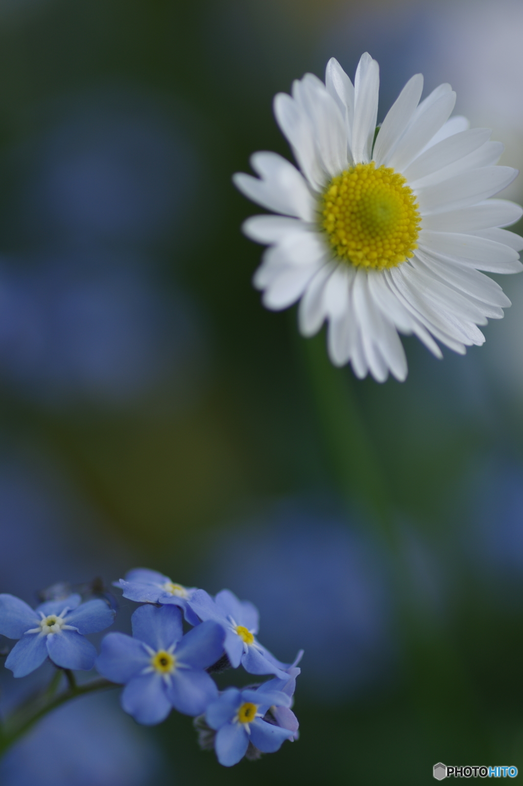 spring flowers