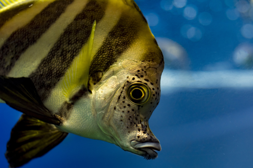 葛西臨海水族園　＜無精髭＞