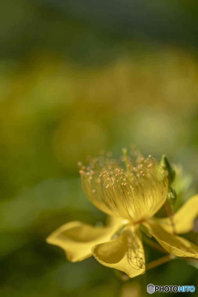goldencup St. John's wort