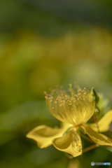 goldencup St. John's wort