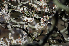 梅は百花の魁