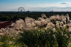 芒・薄・尾花