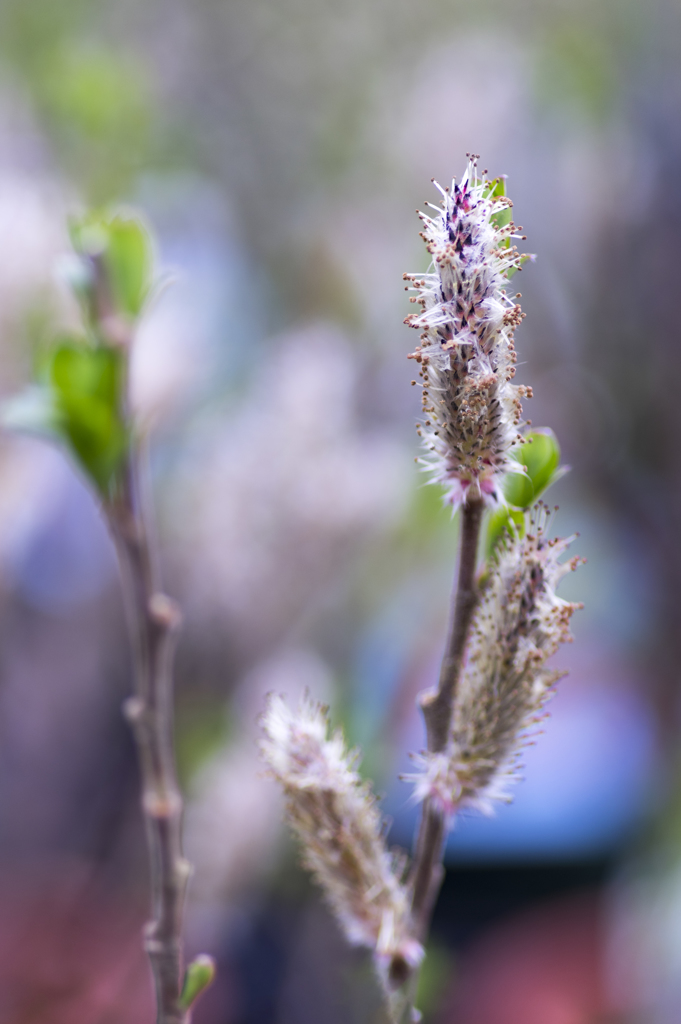 pink pussy willow