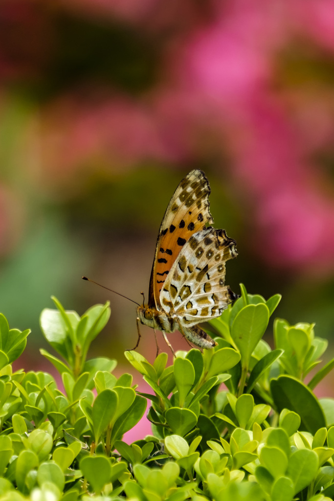 fritillary