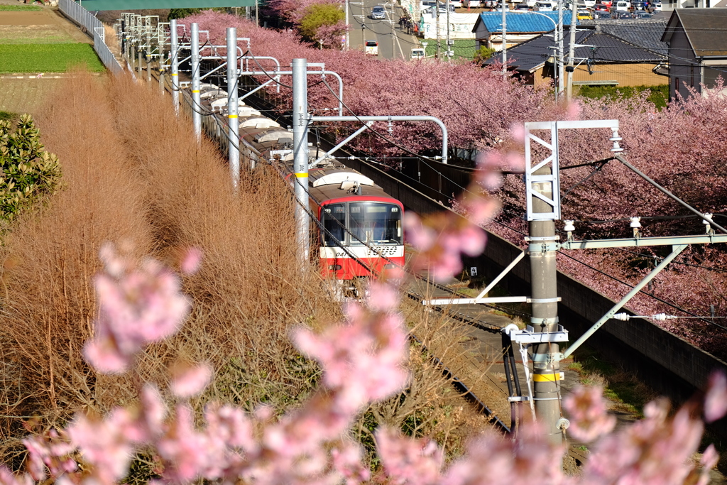 満開の桜の中を。。。