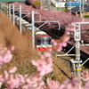 満開の桜の中を。。。