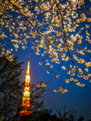 夜桜 II