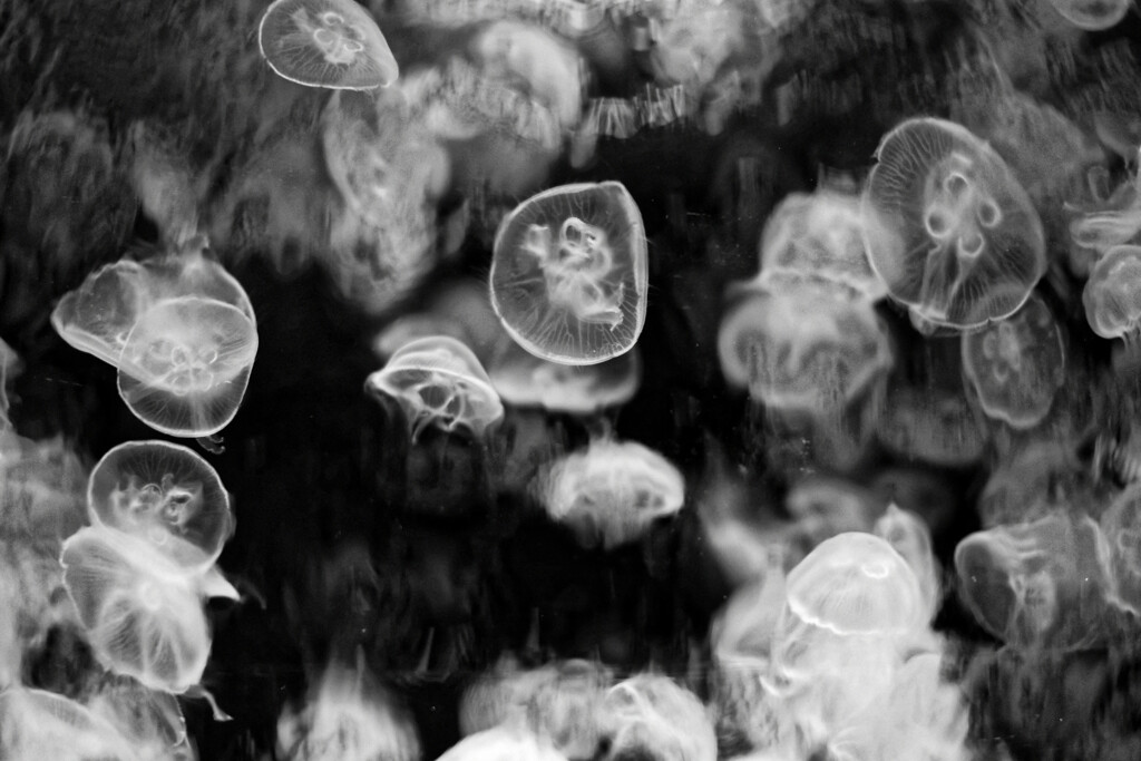 moon jellyfish