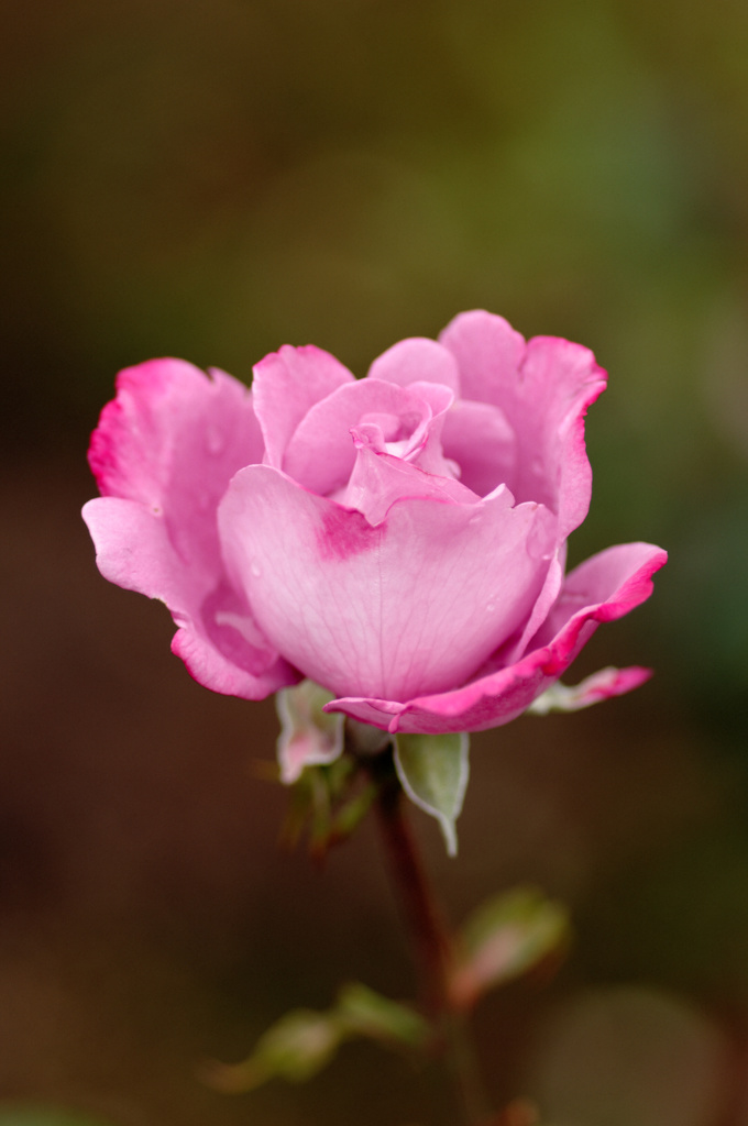 ROSE #4