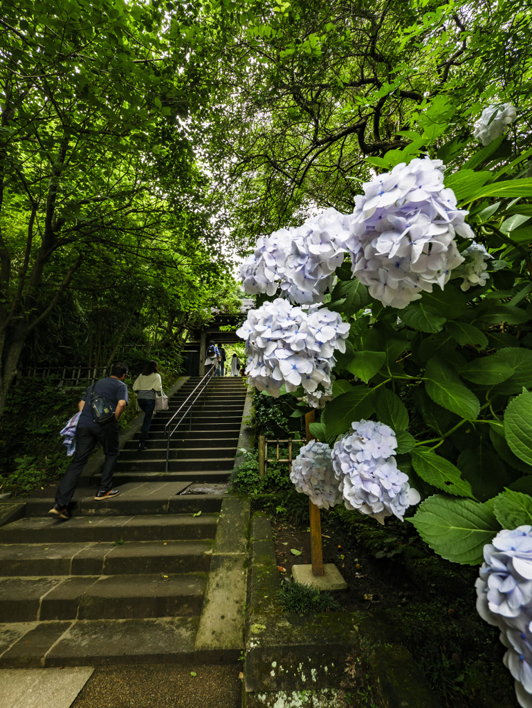 黄梅院