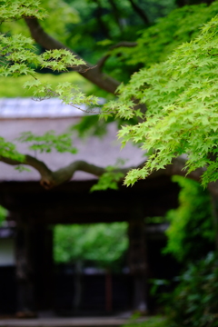 新緑のモミジと居士林（こじりん）