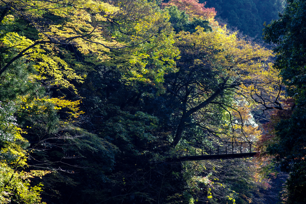 吊橋の秋