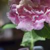 hortensia