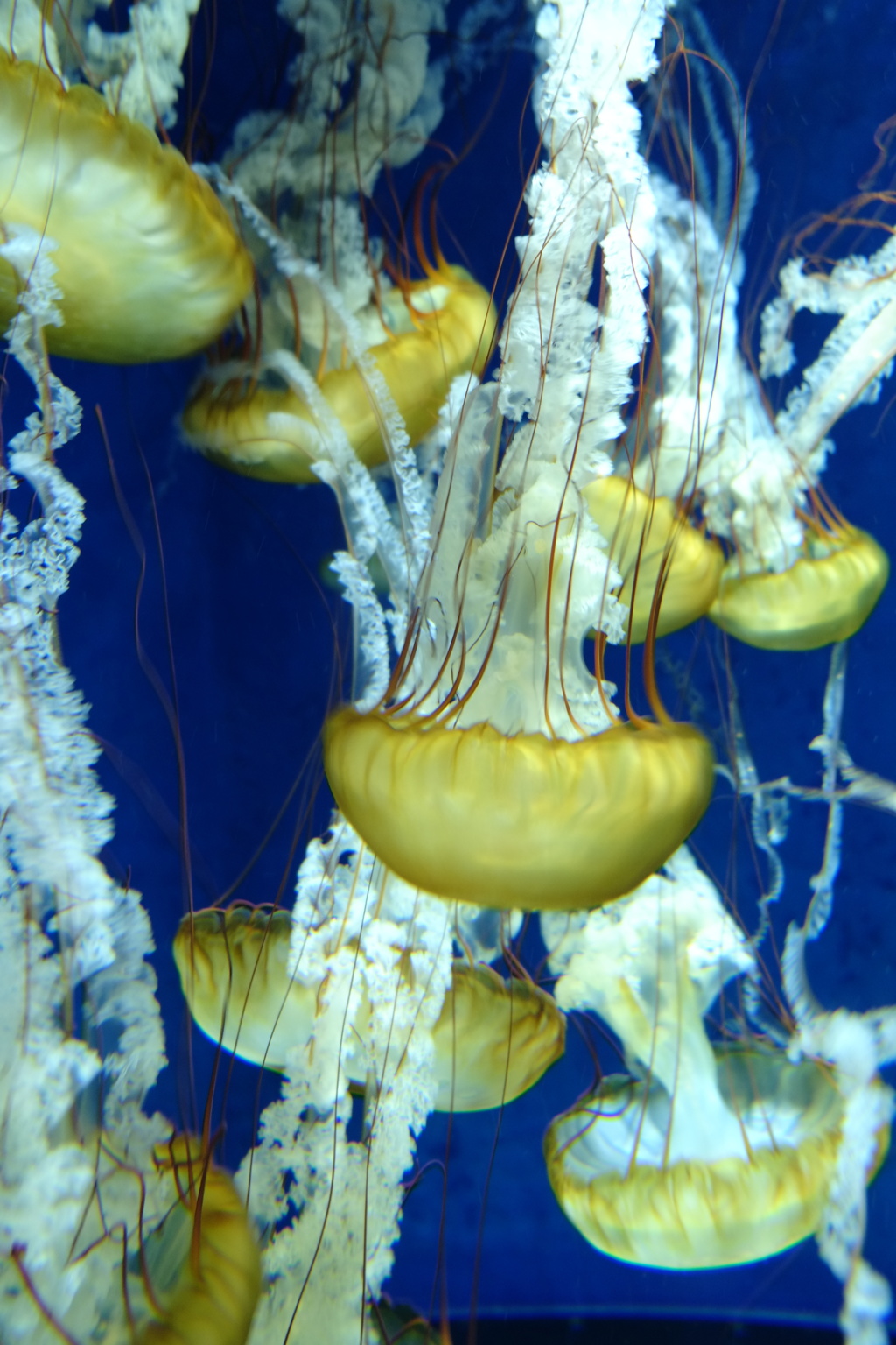江ノ島水族館　＜乱舞＞