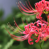 天蓋花