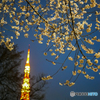 夜桜