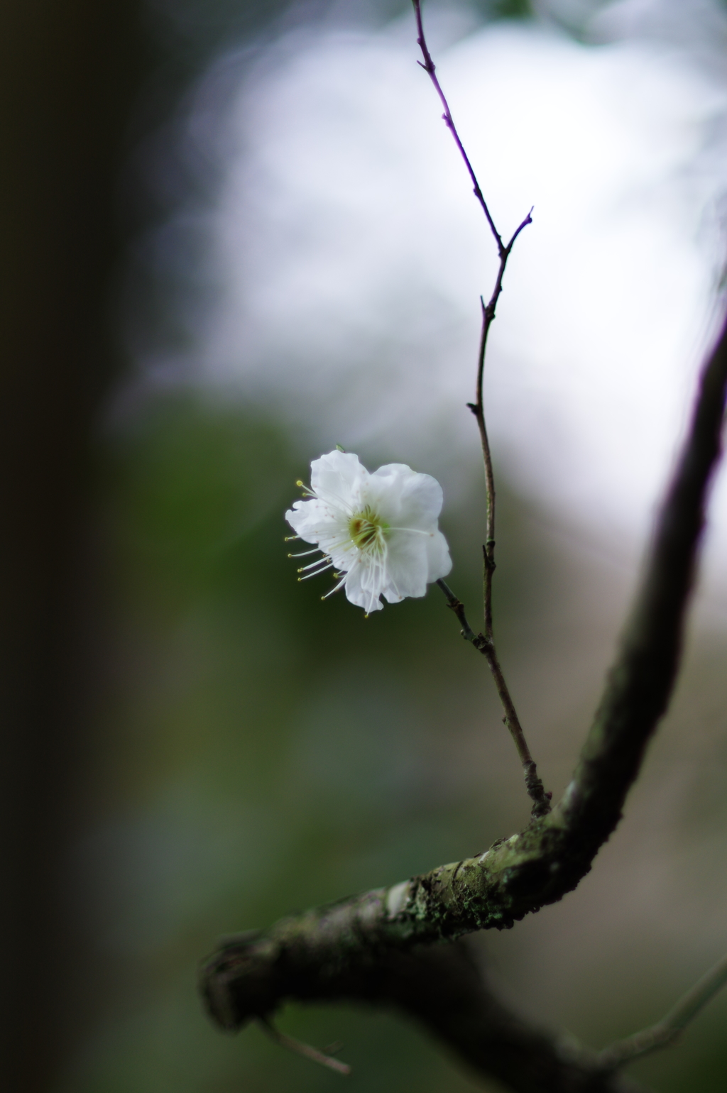 awakening