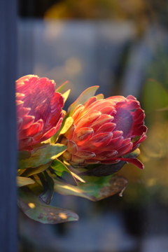 馬車道散歩 ＜flower shop＞