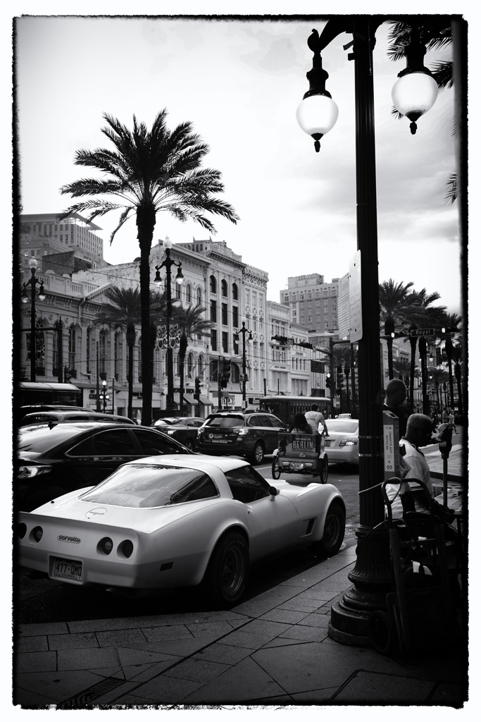stingray