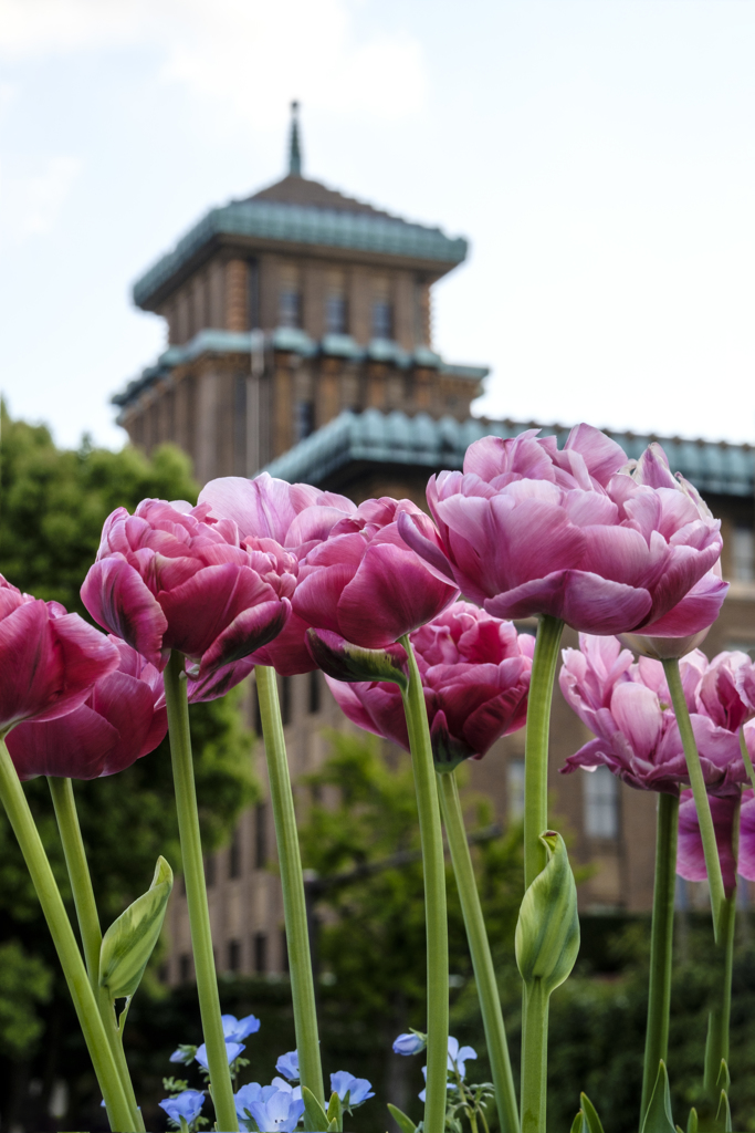 king & tulip