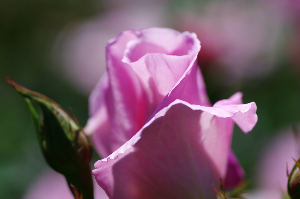 ROSE #5