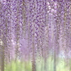 Pale Purple