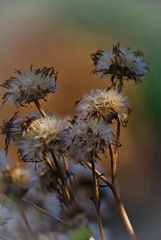 winter wild grass