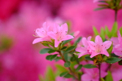 Pink in Pink