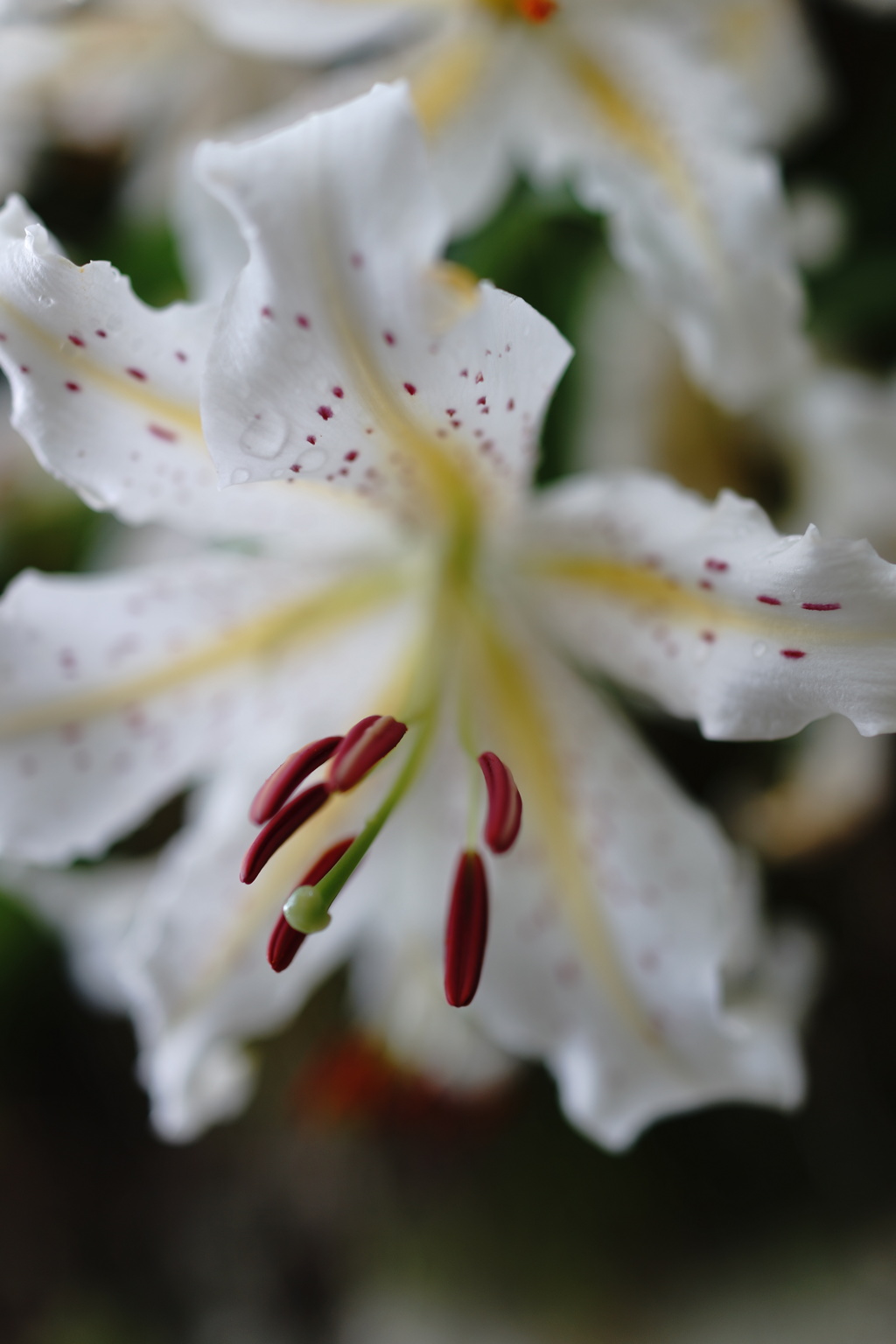 Gold-banded lily