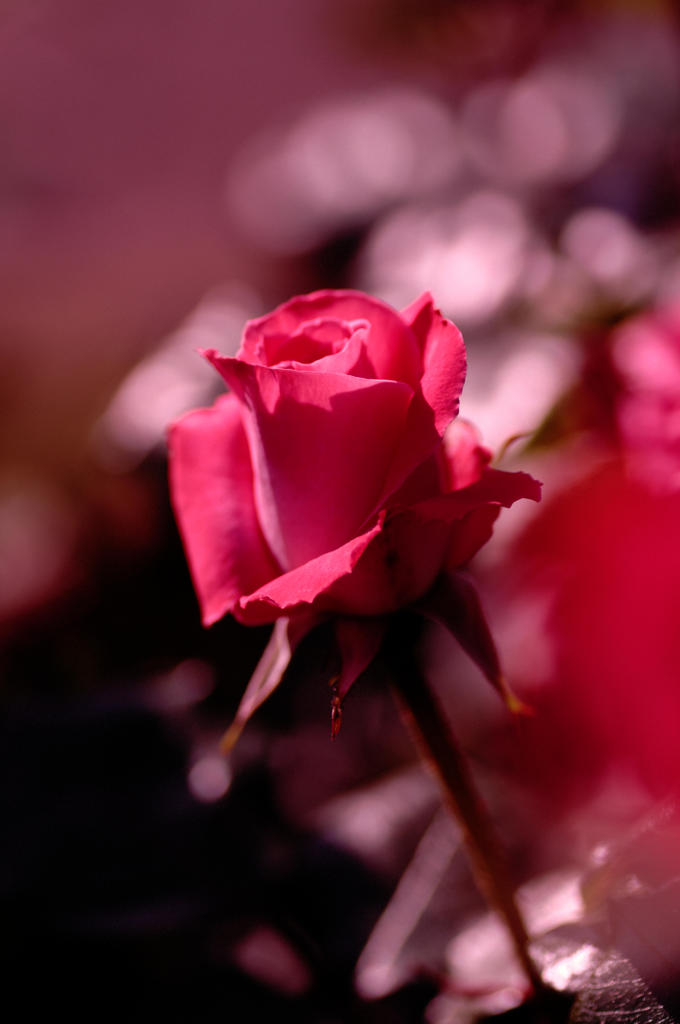 ROSE #2
