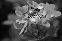 Monochrome Hydrangea 1