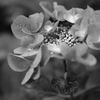 Monochrome Hydrangea 1