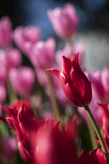 Red and Pink