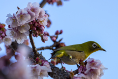 春なんだっけ？