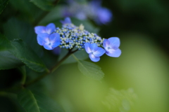 円覚寺 花便り ＜謙虚＞