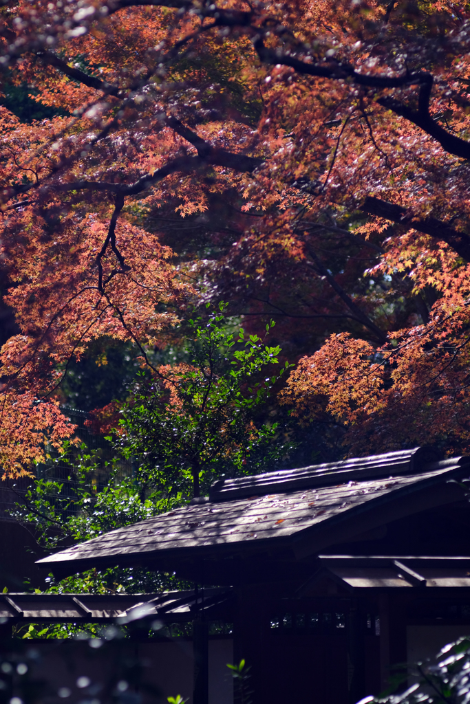 旧古河庭園