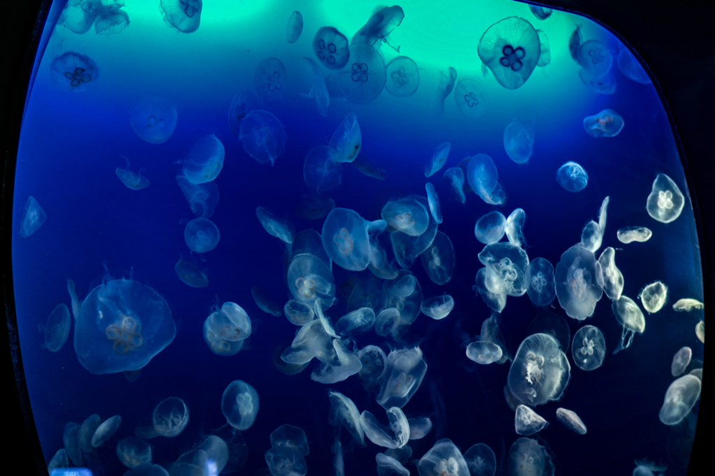 Bule Moon Jellyfish