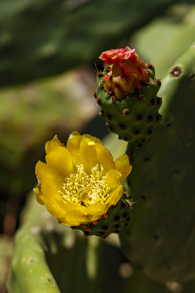 cactus