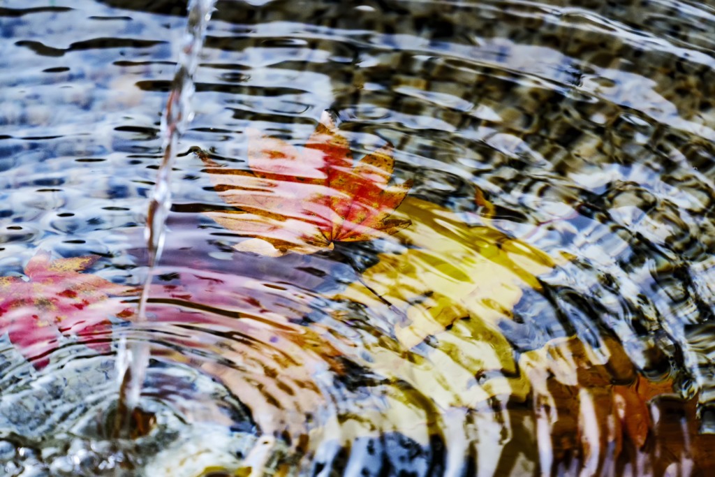 水中の秋