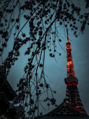 夜桜 I