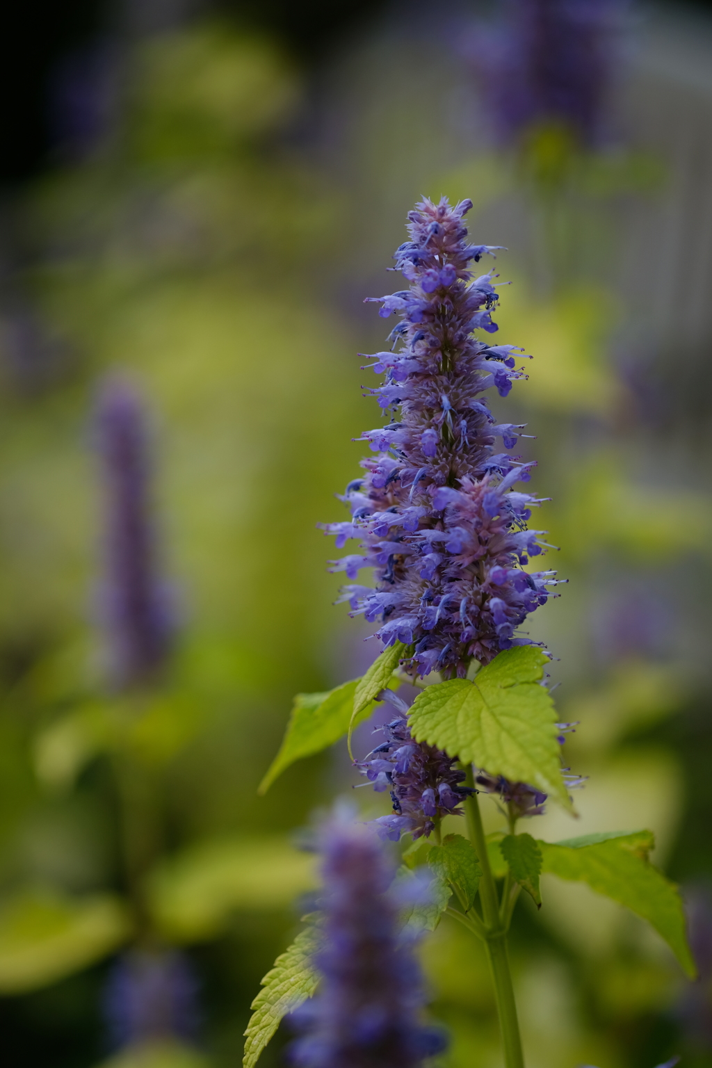 Agastache