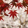 秋の鎌倉
